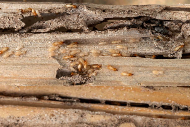 Best Local Pest Control Services  in Penn Estates, PA
